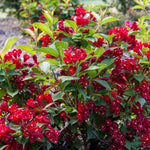 Bloomin' Easy® - Weigela Maroon Swoon® - 4" Potted Rocketliners®