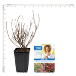 Bloomin' Easy® - Weigela Strobe™ - 4" Potted Rocketliners®