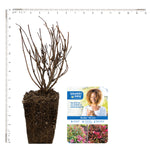 Bloomin' Easy® - Weigela Strobe™ - 4" Potted Rocketliners®