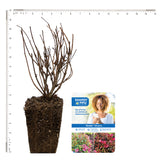 Bloomin' Easy® - Weigela Strobe™ - 4" Potted Rocketliners®