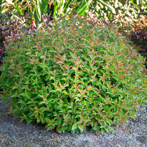 Bloomin' Easy® - Weigela Strobe™ - 4" Potted Rocketliners®