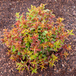 Bloomin' Easy® - Weigela Strobe™ - 4" Potted Rocketliners®