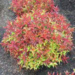 Bloomin' Easy® - Weigela Strobe™ - 4" Potted Rocketliners®