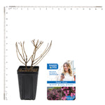 Bloomin' Easy® - Weigela Stunner™ - 4" Potted Rocketliners®