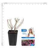 Bloomin' Easy® - Weigela Stunner™ - 4" Potted Rocketliners®