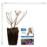 Bloomin' Easy® - Weigela Stunner™ - 4" Potted Rocketliners®