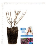 Bloomin' Easy® - Weigela Stunner™ - 4" Potted Rocketliners®