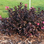 Bloomin' Easy® - Weigela Stunner™ - 4" Potted Rocketliners®