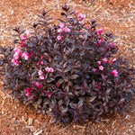 Bloomin' Easy® - Weigela Stunner™ - 4" Potted Rocketliners®