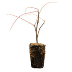 Wisteria - Blue Moon - 4" Potted Rocketliners®