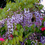 Wisteria - Blue Moon - 4" Potted Rocketliners®