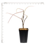 Wisteria - Blue Moon - 4" Potted Rocketliners®