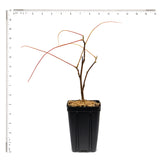 Wisteria - Blue Moon - 4" Potted Rocketliners®