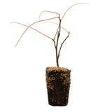 Shrub Garden For Pollinators - 4" Potted Rocketliners®