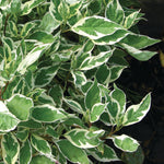 Cornus - Ivory Halo® - 4" Potted Rocketliners®