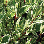Cornus - Ivory Halo® - 4" Potted Rocketliners®