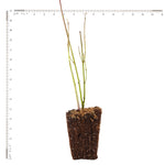 Cornus - Ivory Halo® - 4" Potted Rocketliners®