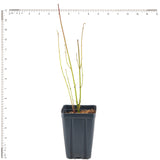Cornus - Ivory Halo® - 4" Potted Rocketliners®