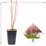 Cornus - Arctic Fire® - Proven Winners® - 4" Potted Rocketliners®