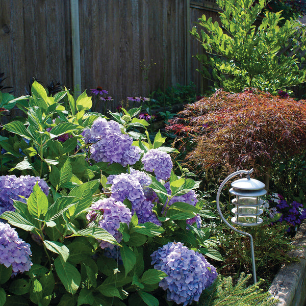 コレクション Hydrangea4937 コレクション Hydrangea4937 コレクション Hydrangea4937