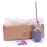 Bloomin' Easy® - Hydrangea Kimono® - 4" Potted Rocketliners®