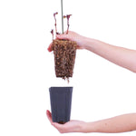 Bloomin' Easy® - Hydrangea Kimono® - 4" Potted Rocketliners®