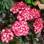Bloomin' Easy® - Hydrangea Kimono® - 4" Potted Rocketliners®
