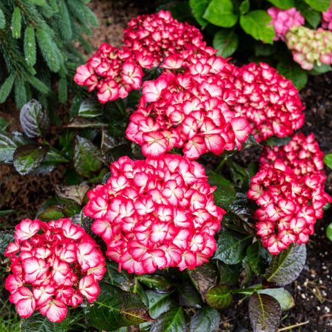 Bloomin' Easy® - Hydrangea Kimono® - 4" Potted Rocketliners®