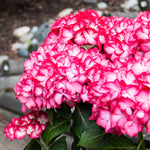 Bloomin' Easy® - Hydrangea Kimono® - 4" Potted Rocketliners®