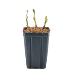 Bloomin' Easy® - Hydrangea Kimono® - 4" Potted Rocketliners®