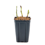 Bloomin' Easy® - Hydrangea Kimono® - 4" Potted Rocketliners®