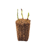 Bloomin' Easy® - Hydrangea Kimono® - 4" Potted Rocketliners®
