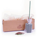 Hydrangea - Quick Fire™ - Proven Winners® - 4" Potted Rocketliners®