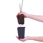 Hydrangea - Quick Fire™ - Proven Winners® - 4" Potted Rocketliners®