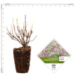 Weigela - My Monet® Sunset - Proven Winners® - 4" Potted Rocketliners®