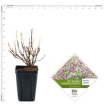 Weigela - My Monet® Sunset - Proven Winners® - 4" Potted Rocketliners®