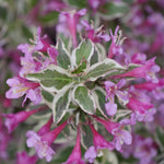 Weigela - My Monet® Sunset - Proven Winners® - 4" Potted Rocketliners®
