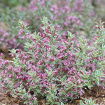 Weigela - My Monet® Sunset - Proven Winners® - 4" Potted Rocketliners®