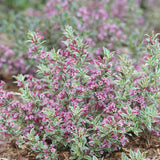 Weigela - My Monet® Sunset - Proven Winners® - 4" Potted Rocketliners®