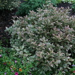 Weigela - My Monet® Sunset - Proven Winners® - 4" Potted Rocketliners®