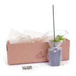 Clematis - Sweet Autumn - 4" Potted Rocketliners®