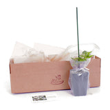 Clematis - Sweet Autumn - 4" Potted Rocketliners®