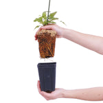 Clematis - Sweet Autumn - 4" Potted Rocketliners®