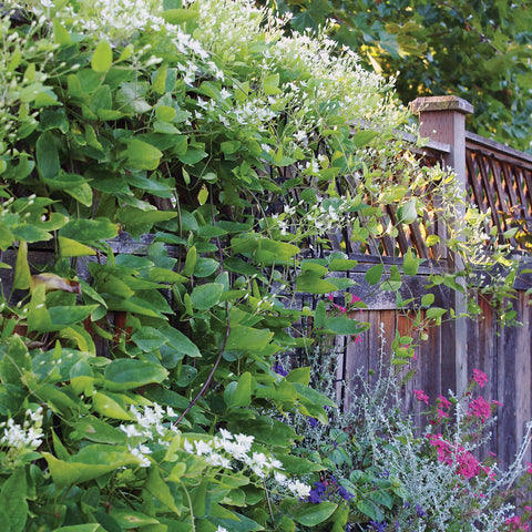 Clematis - Sweet Autumn - 4" Potted Rocketliners®