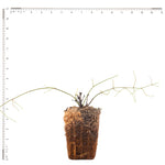 Clematis - Sweet Autumn - 4" Potted Rocketliners®