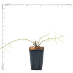 Clematis - Sweet Autumn - 4" Potted Rocketliners®