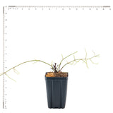Clematis - Sweet Autumn - 4" Potted Rocketliners®