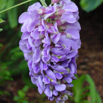 Wisteria - Amethyst Falls - 4" Potted Rocketliners®