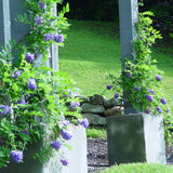 Wisteria - Amethyst Falls - 4" Potted Rocketliners®