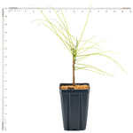 Wisteria - Amethyst Falls - 4" Potted Rocketliners®